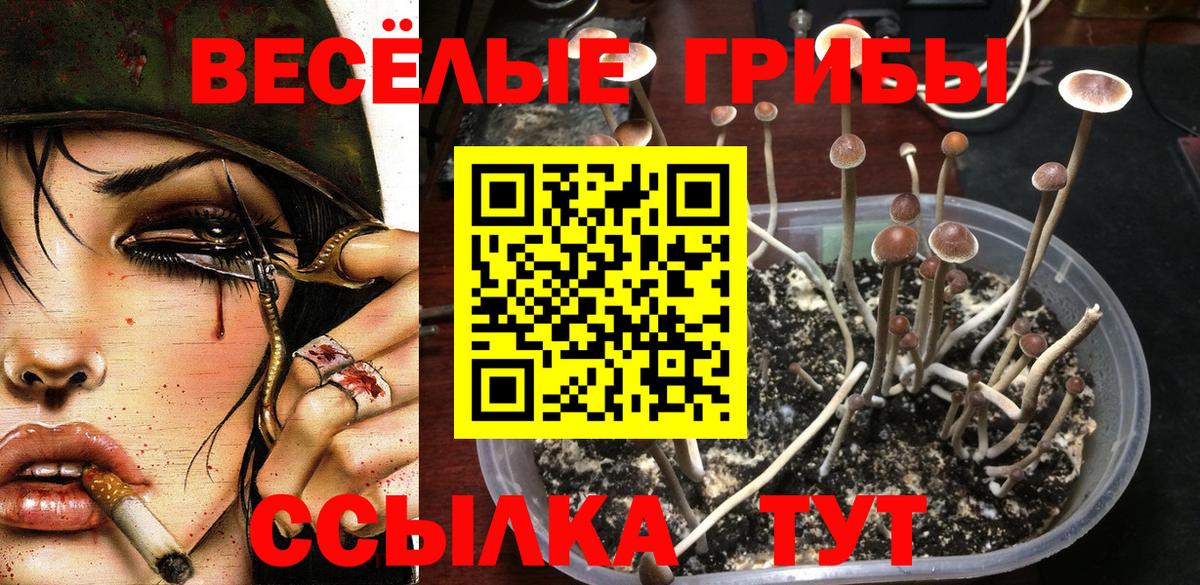 Зерноград  Галлюциногенные грибы MAGIC MUSHROOMS  купить  цена  Вход с VPN  Псилоцибиновые грибы Psilocybe 